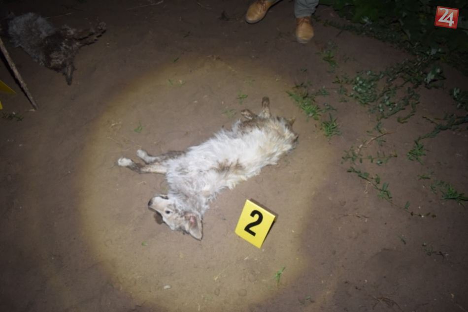 Ilustračný obrázok k článku Týranie psov v neďalekých Nesvadoch? Polícia našla tri mŕtve telá, FOTO