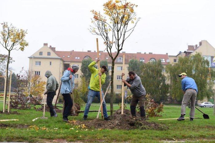 Ilustračný obrázok k článku Parádna iniciatíva partie Novozámčanov: Obyvatelia môžu darovať živý strom
